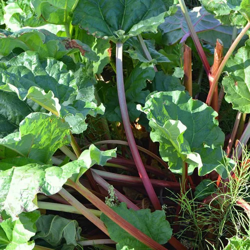 Rhubarbe Bio. Le pot de 4,6 litres