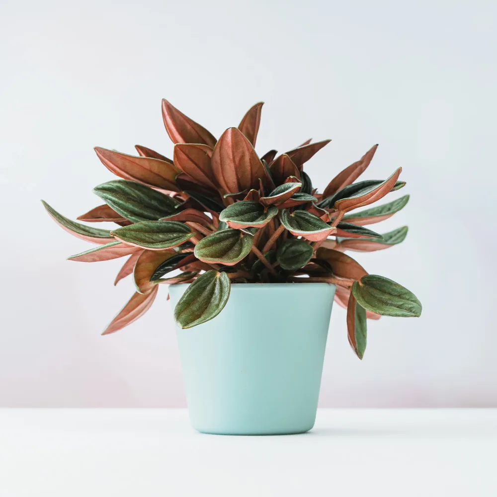 Peperomia Rosso Peperomia caperata Rosso