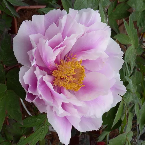 Pivoine arbustive (Paeonia Arborea) - Le pot de 9 litres