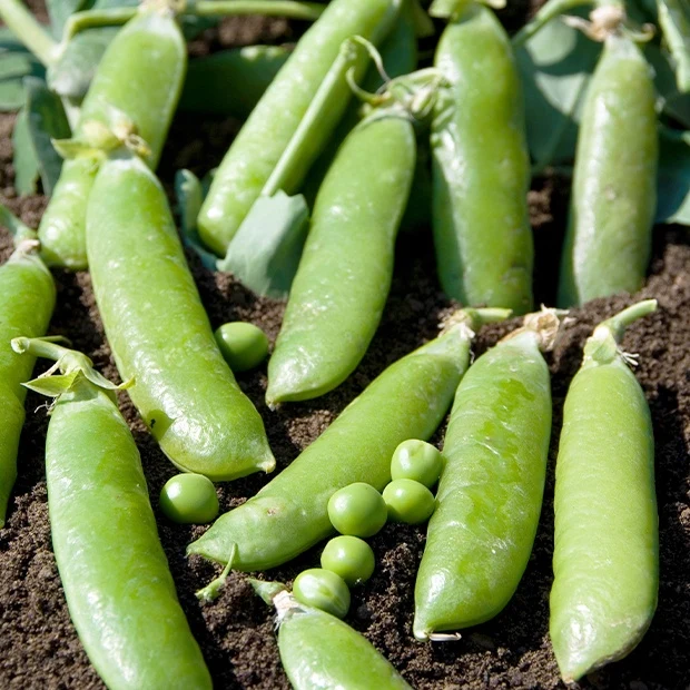 Pois ridé Téléphone nain Pisum sativumtéléphone nain