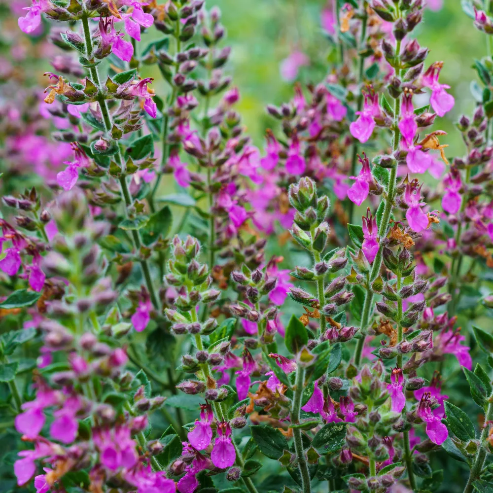 Germandrée Teucrium x lucidrys