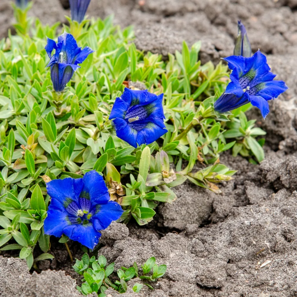 Gentiane acaule Gentiana acaulis