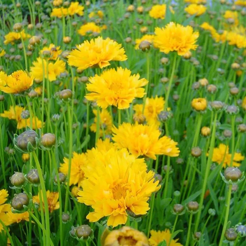 Coreopsis à fleurs jaunes - Le pot 9 x 9 cm