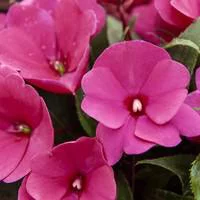 Impatiens de Nouvelle Guinée - Le pot de 5 litres