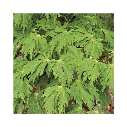 Erable du Japon (ACER JAPONICUM ACONITIFOLIUM ) Le pot de 15 litres