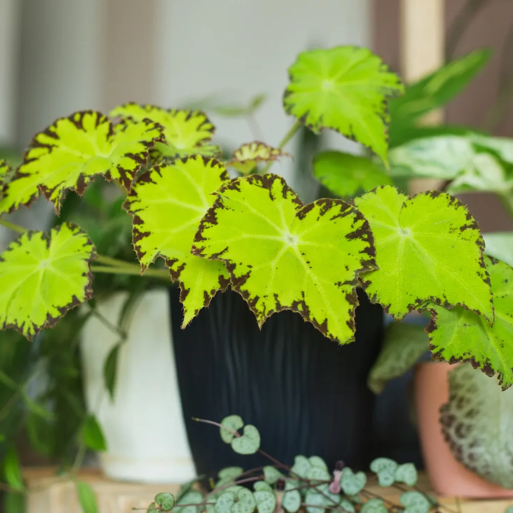 Bégonia Beleaf Lima Love Begonia rex Beleaf Lima Love