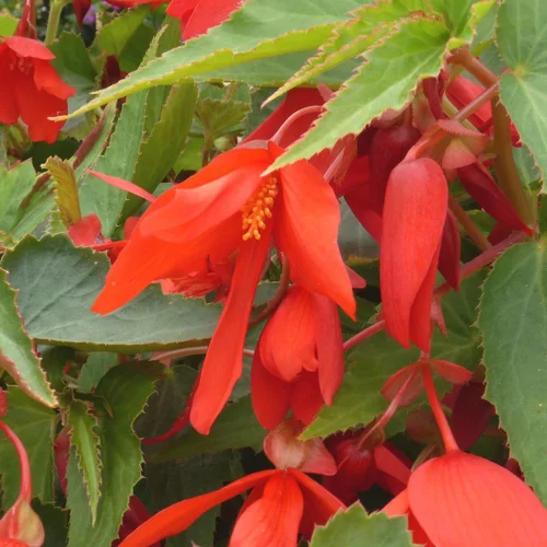 Begonia Boliviensis. Le pot de 10,5 cm