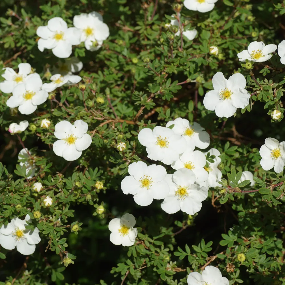 Potentille Abbotswood Potentilla fruticosa Abbotswood