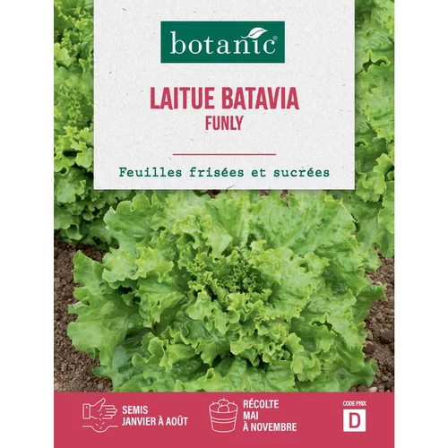 Graines de laitue batavia funly botanic® - graines à semer