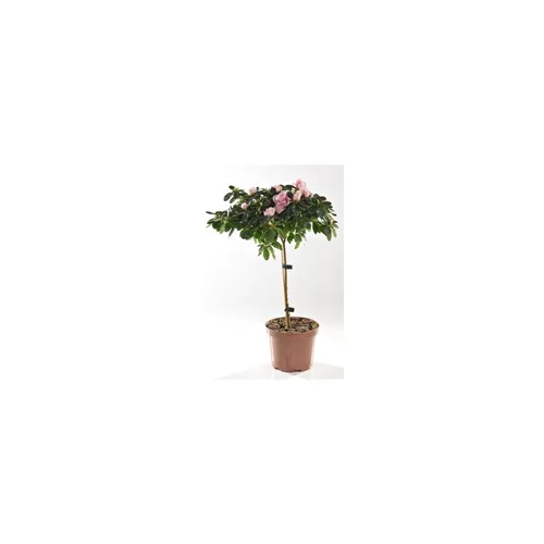 Azalée tige. Le pot de 13 cm