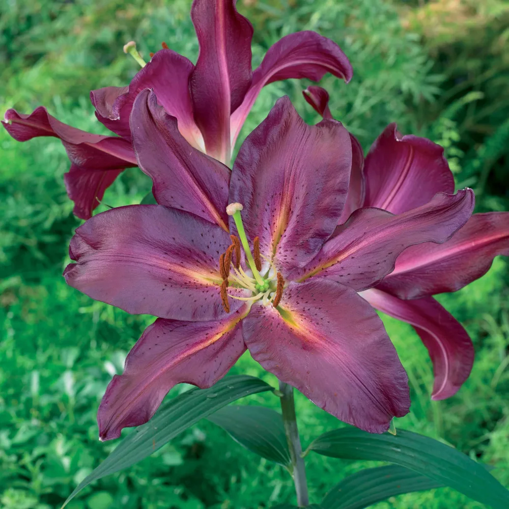 3 Lis orientaux Gran Turismo Lilium gran turismo