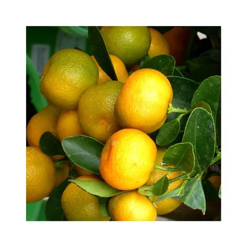 Calamondin. Le pot de 7 litres