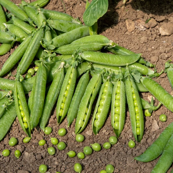 Pois ridé nain Merveille de Kelvedon Pisum sativum merveille de kelvedon
