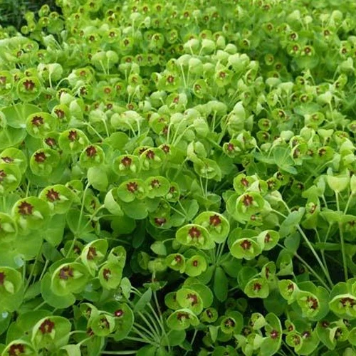 Euphorbe des bois Kolibri Euphorbia amygdaloides kolibri