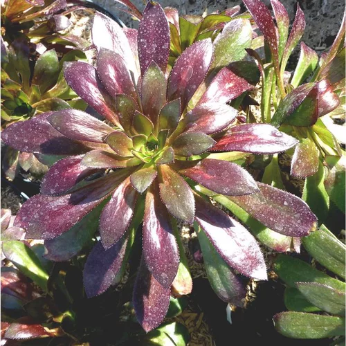 Aeonium - Le pot de 3 litres