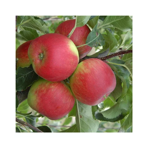 Pommier Delbard Celeste® Deltana Lr. Le pot de 15 litres