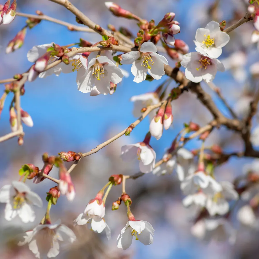 Cerisier à fleur du Japon Kojo-No-Mai Prunus incisa Kojo-No-Mai