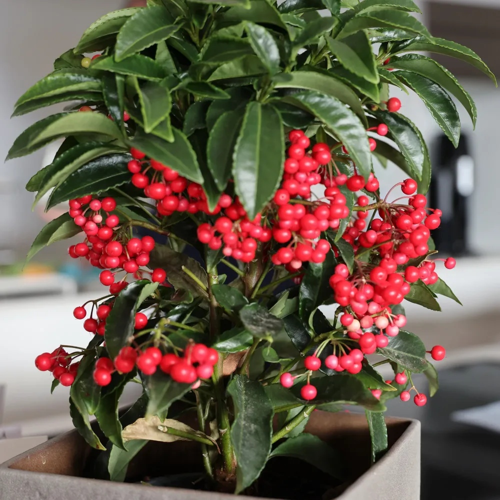 Bois de Noël Ardisia crenata