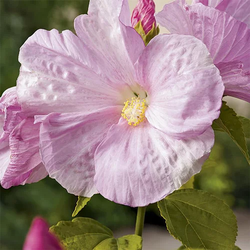 Hibiscus palustris pot de 3 litres