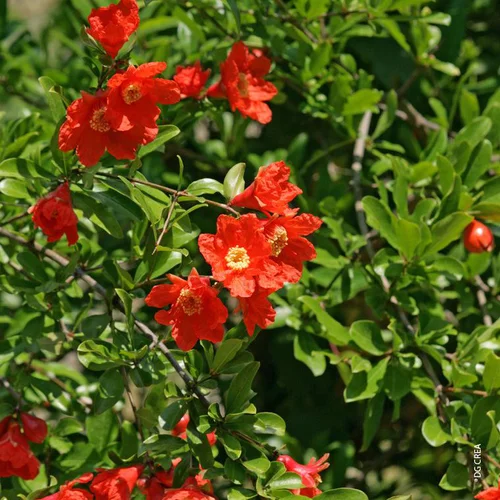 Punica Granatum Nana - Le pot de 2.5 litres