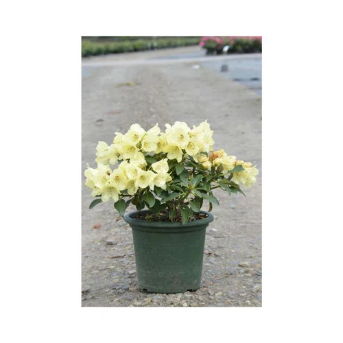 Rhododendron Gomer Waterer blanc