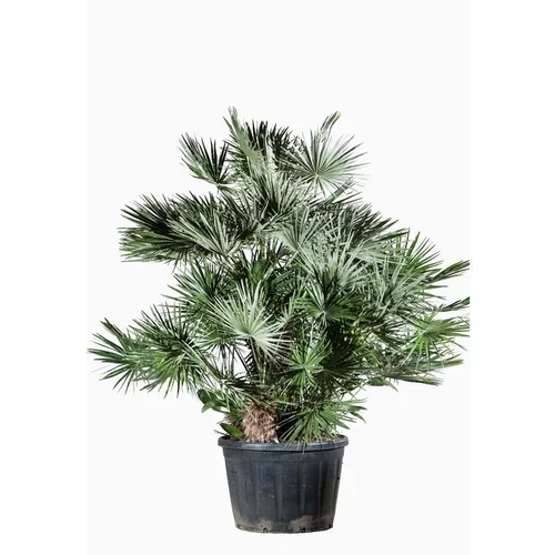 Chamaerops Humilis ou Palmier nain en pot de 130 L