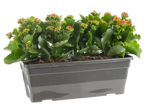 Kalanchoé en jardinière - 40 cm
