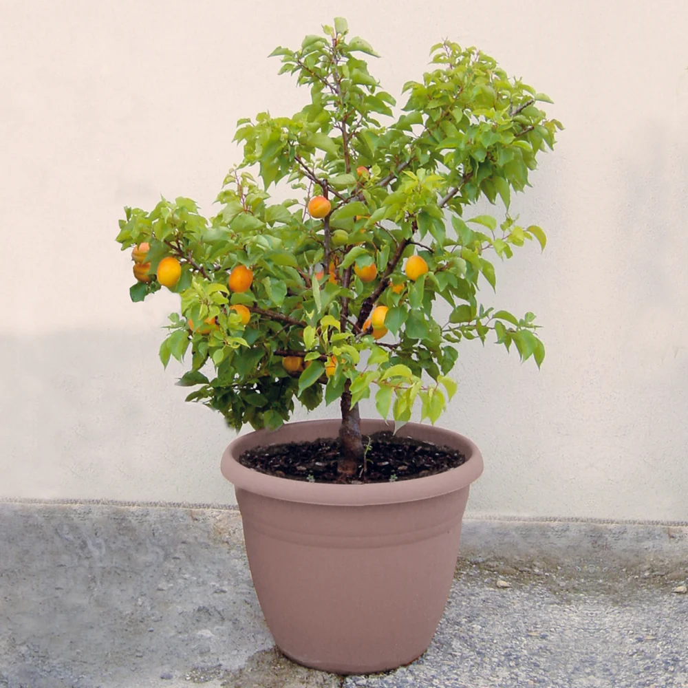 Mini-abricotier Prunus armeniaca Aprigold
