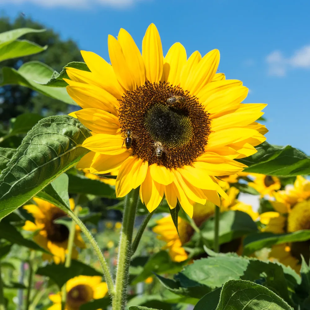 Tournesol Helianthus annuus