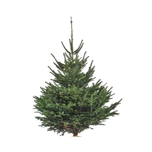 Sapin de Noël naturel coupé Nordmann