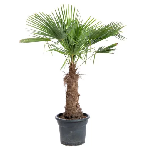 Trachycarpus (Palmier chanvre) 125/150 en pot de 70 L vert