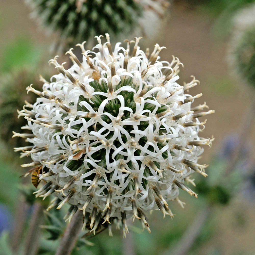 Boule azurée Arctic Glow - Chardon boule Echinops sphaerocephalus Arctic Glow