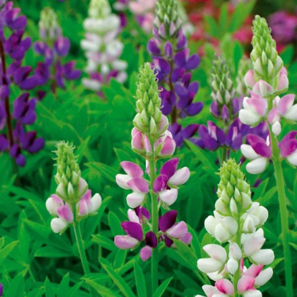 Lupin annuel d'Hartweg en mélange Lupinus hartwegii