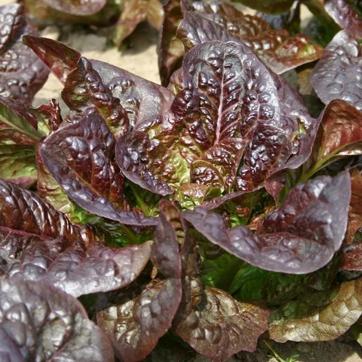 Semailles - Graines bio de Laitue romaine Little Leprechaun