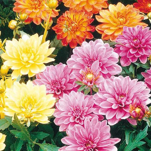 Dahlia Nain de Bouture - Le pot de 12 x 12 cm