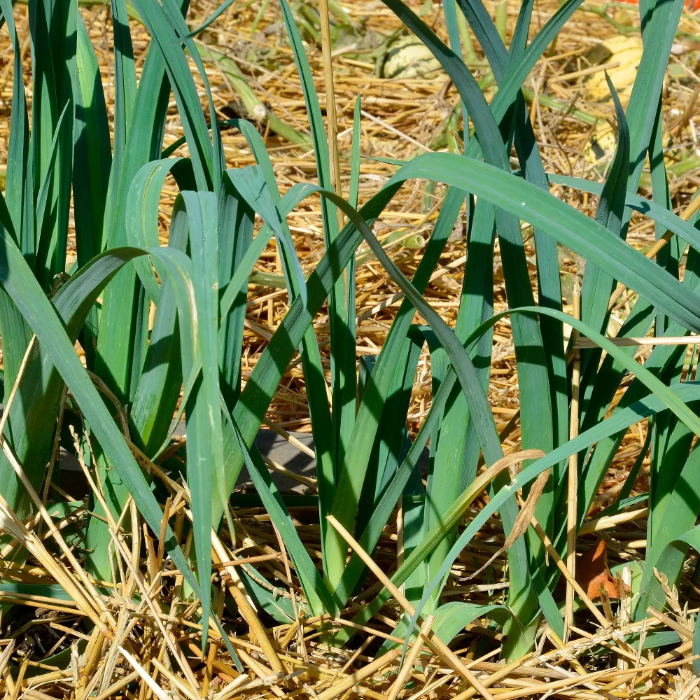 Poireaux Bleu de Solaise Allium porrum Bleu de Solaise