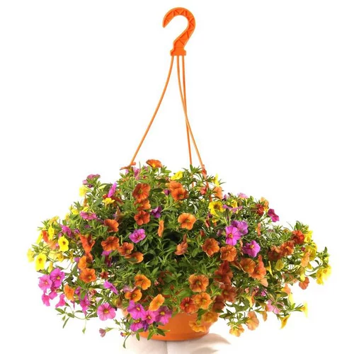 Calibrachoa (mini Pétunia) à fleurs multicolores - La suspension de 6 litres