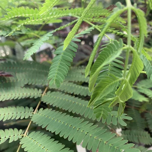 Albizia Julibrissin Ombrella Boubri rose. Le pot de 15 litres, forme ½ tige