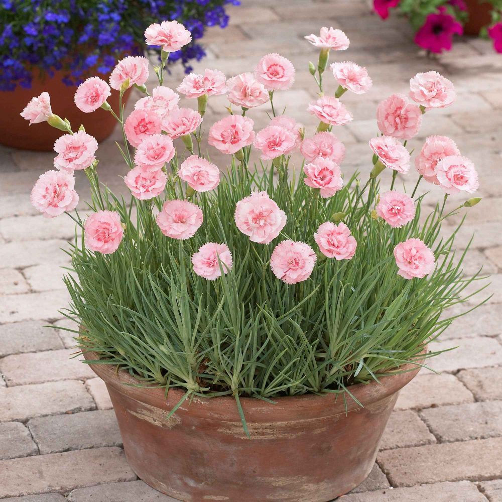 3 Œillets mignardise Doris Dianthus plumarius Doris