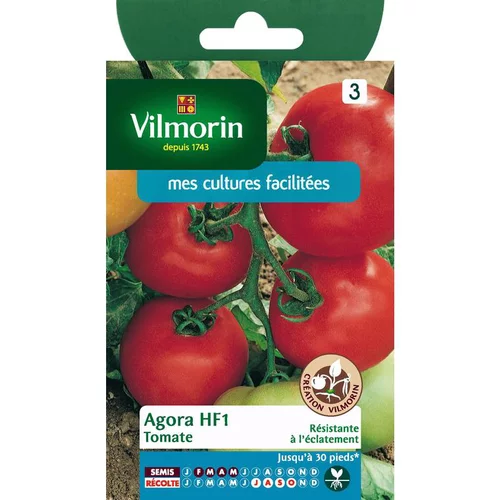 Graines de tomate agora HF1 Vilmorin - graines à semer