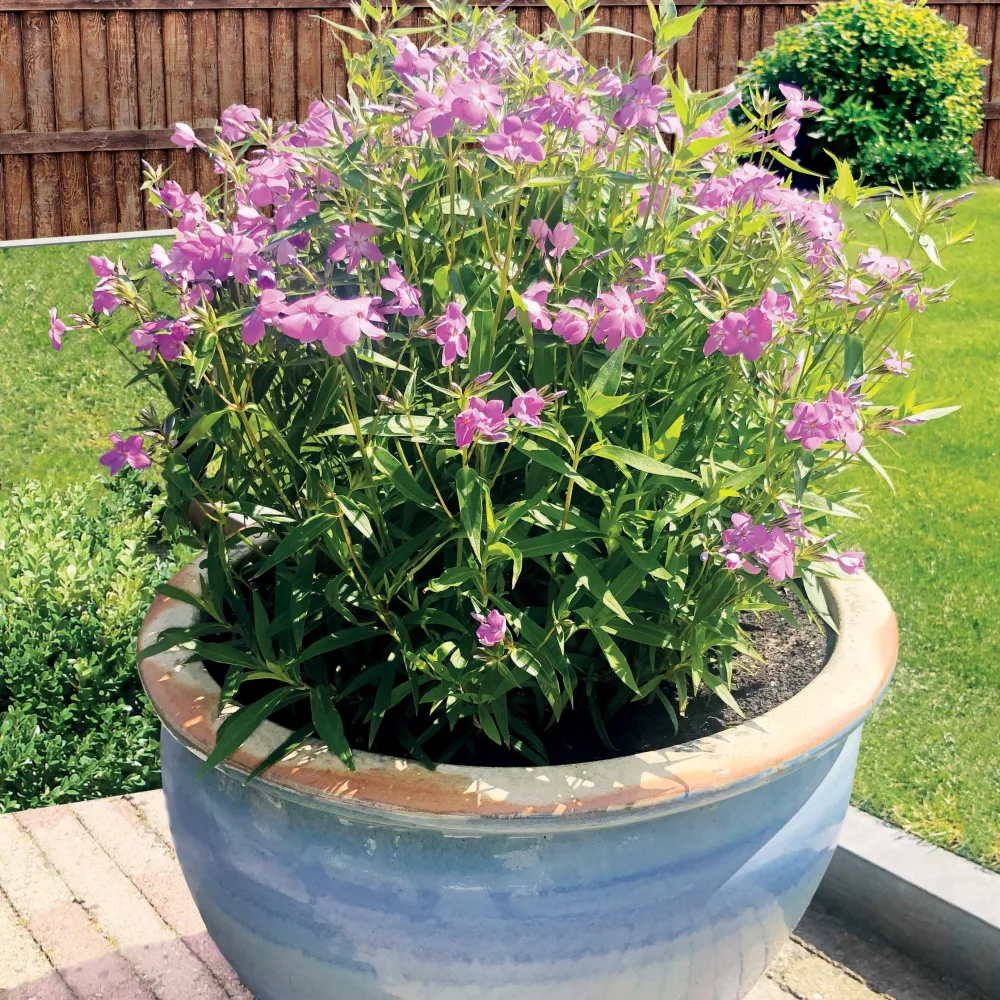 2 Phlox forever pink Phlox forever pink
