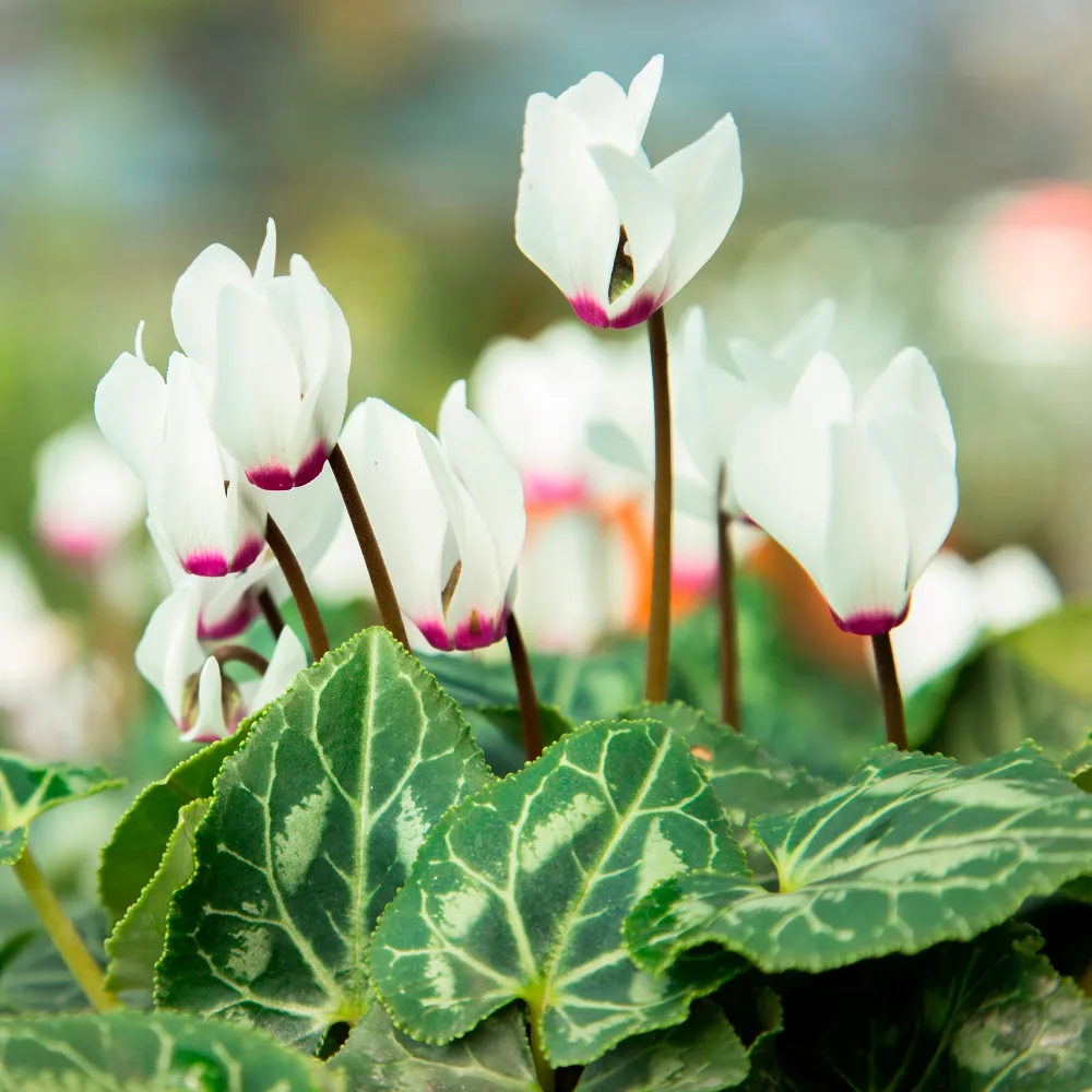 Cyclamen coum blanc Cyclamen coum album