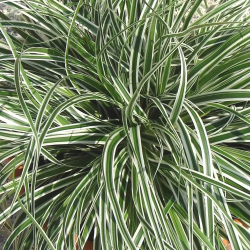 Carex Oshimensis "Everest" - Le pot de 2 litres
