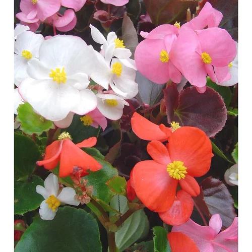 Bégonia Semperflorens à fleurs multicolores - La barquette de 6 plants