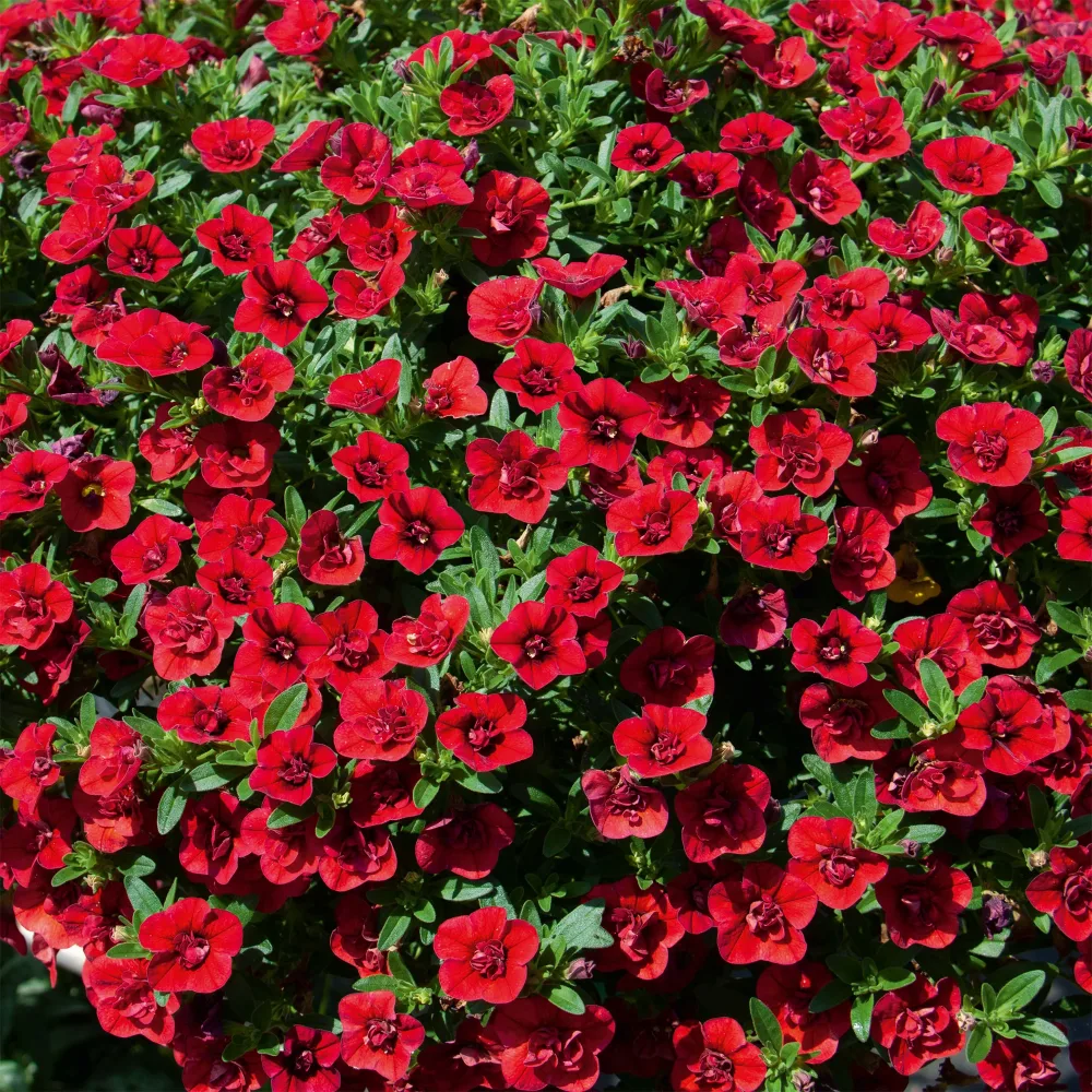 Mini-pétunia à fleurs doubles rouges Calibrachoa hybride double red