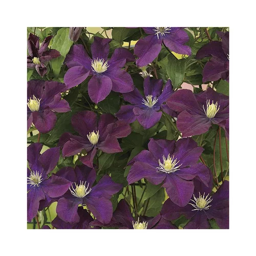 CLEMATITE WARSZAWKA NIKE. Le pot de 3 litres