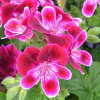 Géranium pensée à grandes fleurs - Le pot de 2,5 litres