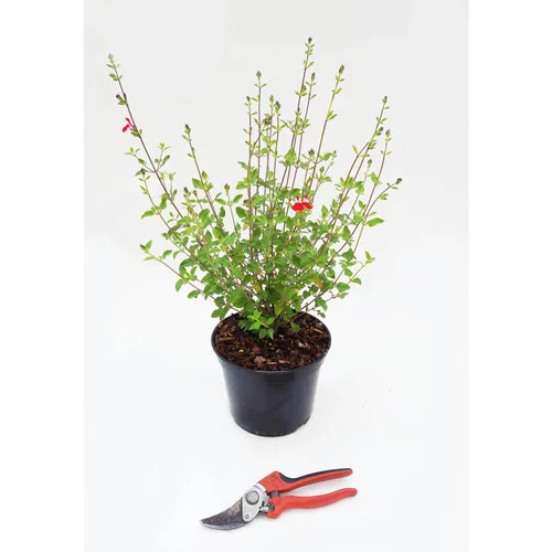 Salvia Microphylla - Le pot de 3 litres