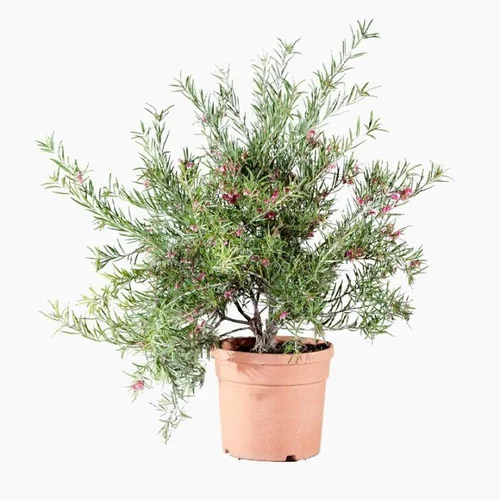 Grevillea Rosmarinifolia Jeukensiii rose. Le pot de 7,5 litres