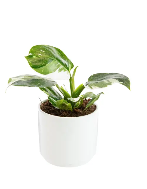 Philodendron White Wizard botanic®. Le pot de Ø 15 cm